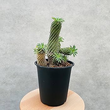 Amazon|観葉植物 ユーフォルビア ソテツキリン 鉢植え パイナップル Amazon|観葉植物 ユーフォルビア ソテツキリン 鉢植え パイナップル